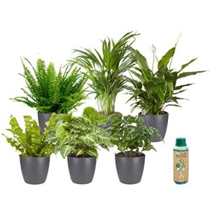 Luftreinigende Pflanzen Ecoworld Grüne Zimmerpflanzen, 6er Set