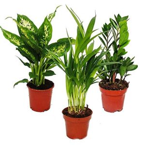 Luftreinigende Pflanzen exotenherz Zimmerpflanzen-Set 3 Pflanzen