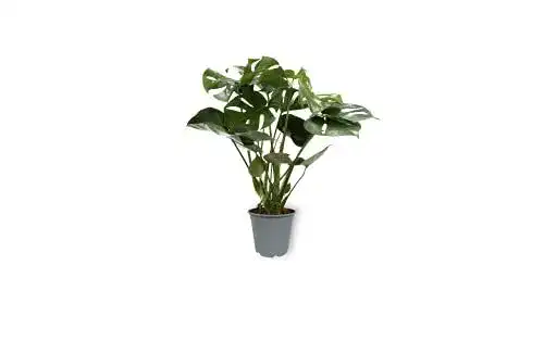 Luftreinigende Pflanzen WL PLANTS Monstera Deliciosa Ø 19cm