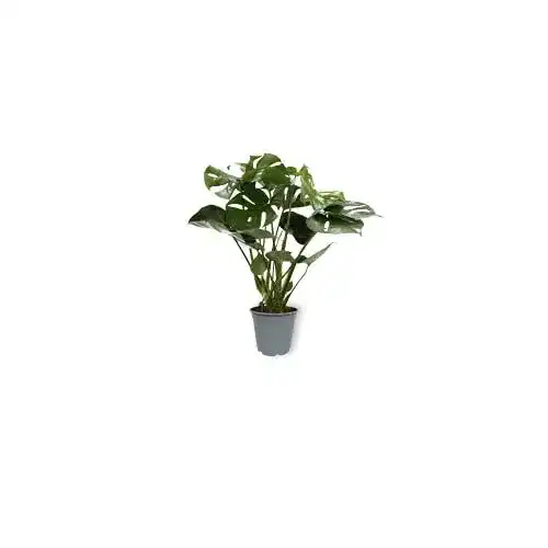 Luftreinigende Pflanzen WL PLANTS Monstera Deliciosa Ø 19cm