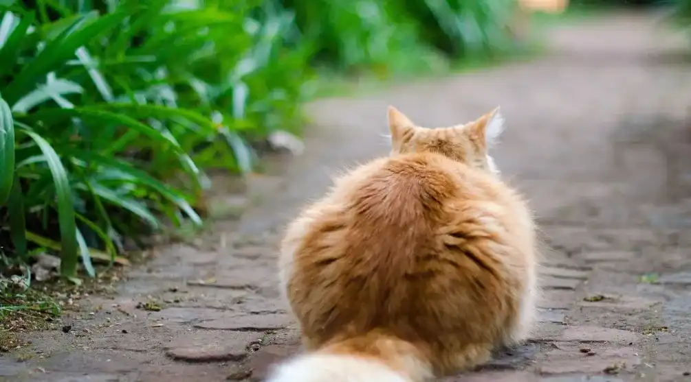 Katzenschreck