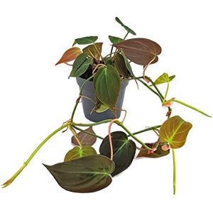 Philodendron Fangblatt, scandens Micans, samtiger Baumfreund