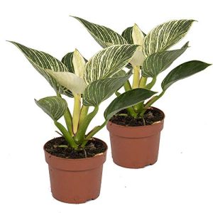 Philodendron Wout Zimmerpflanze White Wave, Höhe ± 25cm