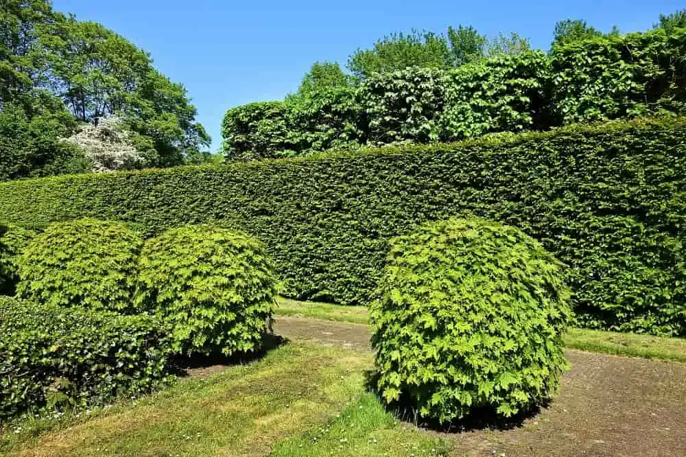 shorn-hedge-3392367_1920-min Akku-Heckenscheren