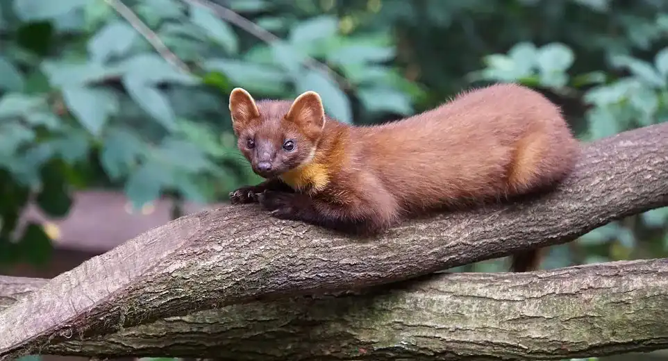 Katzenschreck