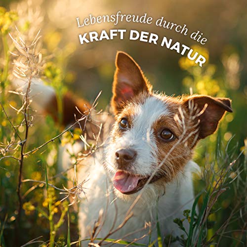 AniForte-Hundefutter AniForte Hundefutter Nass Junior Rind, 6x