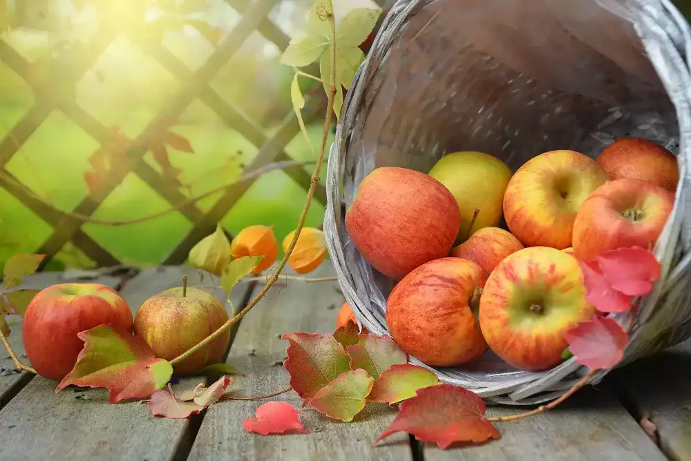 Obstpresse