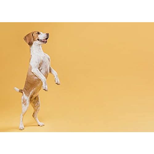 Dibo-Hundefutter DIBO BARF-Leckerli mit Strauss, 200 g