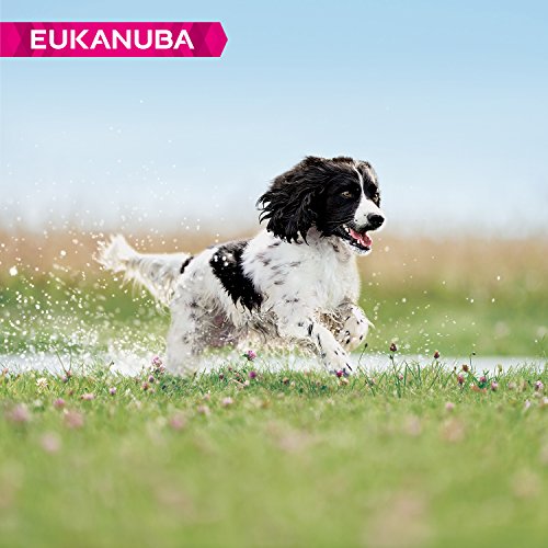 Eukanuba-Hundefutter Eukanuba Hund Adult Medium Breed