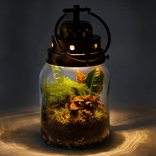 Flaschengarten Ecoworld Tropical Lantern mit Lampe