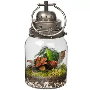 Flaschengarten Ecoworld Tropical Lantern mit Lampe