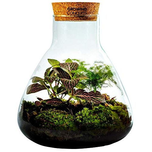Die beste flaschengarten growing concepts be different mit kork Bestsleller kaufen
