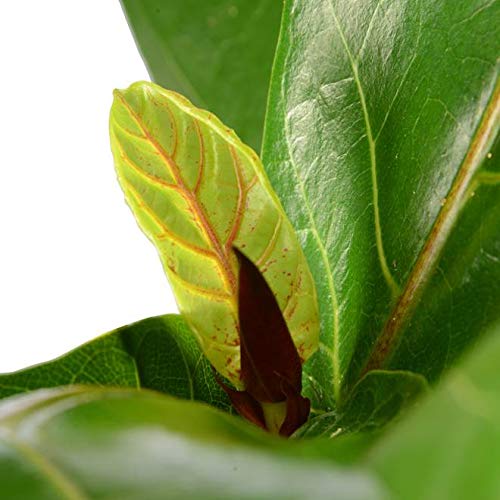 Geigenfeige Sense of Home Zimmerpflanze Ficus lyrata