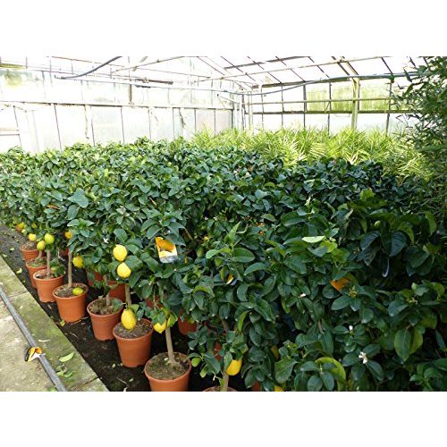 Zitronenbaum Blumen Senf Citrus limon lunario 80-100 cm