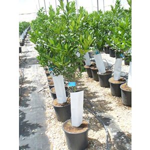 Zitronenbaum Eigene Produktion Citrus eureka junger Baum