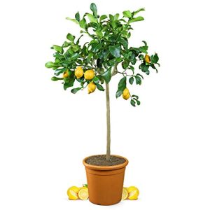 Zitronenbaum Meine Orangerie Grande, echter Citrusbaum
