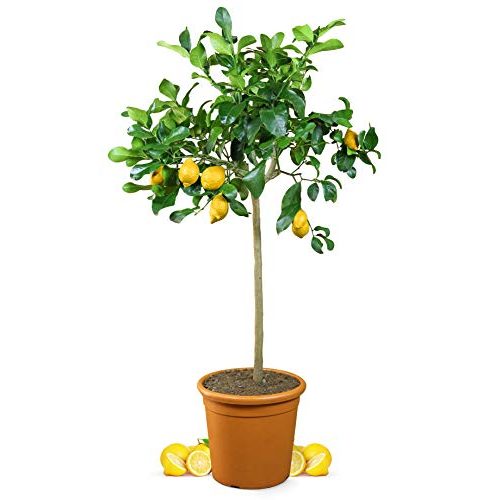 Die beste zitronenbaum meine orangerie grande echter citrusbaum Bestsleller kaufen