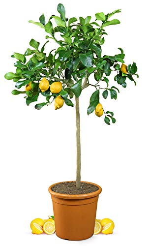 Die beste zitronenbaum meine orangerie grande echter citrusbaum Bestsleller kaufen