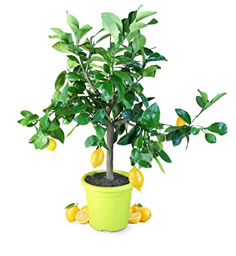 Die beste zitronenbaum meine orangerie piccolo echte zitruspflanze Bestsleller kaufen