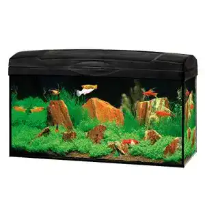 60-Liter-Aquarium Dehner Gute Wahl Aquarium Starterset Scout