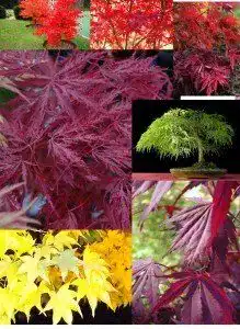 Ahorn-Samen Grow Your Secret Garden, 21 Samen, 7 Sorten