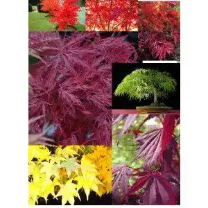 Ahorn-Samen Grow Your Secret Garden, 21 Samen, 7 Sorten