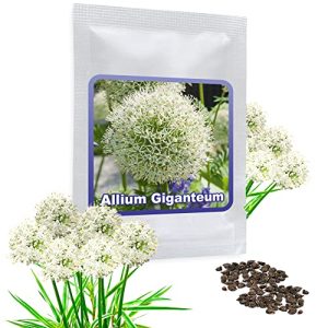 Allium-Zwiebeln Magic of Nature RIESEN LAUCH WEISS 30 Samen
