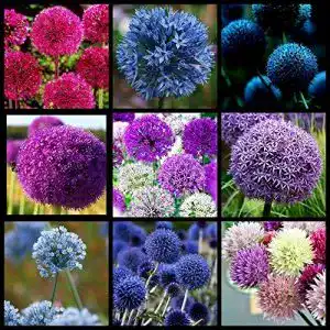 Allium-Zwiebeln