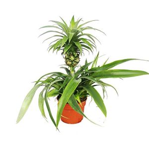 Ananas-Pflanze exotenherz, Ananas Champaca, Zierananas