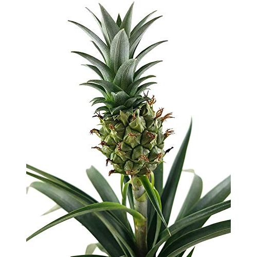 Die beste ananas pflanze fangblatt ananas corona mit frucht Bestsleller kaufen