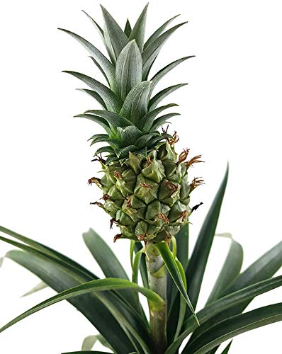 Die beste ananas pflanze fangblatt ananas corona mit frucht Bestsleller kaufen