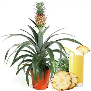 Ananas-Pflanze