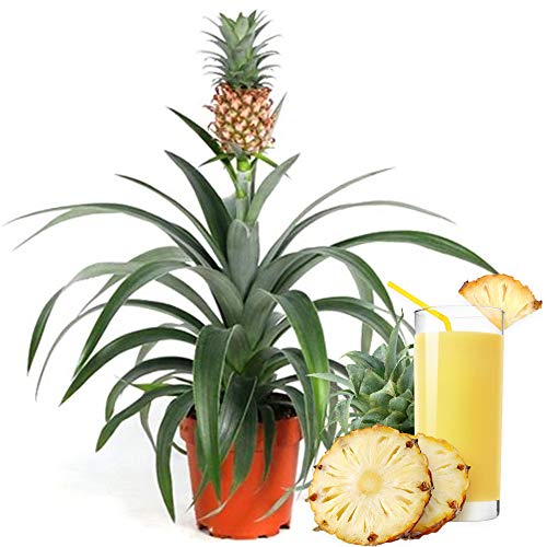 Die beste ananas pflanze gardenersdream ananas comosus amigo Bestsleller kaufen