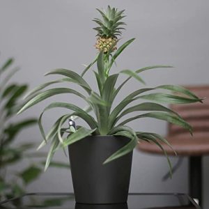 Ananas-Pflanze Pflanzen Kölle Zier-Ananas ‘Amigo’, Topf-Ø 12 cm
