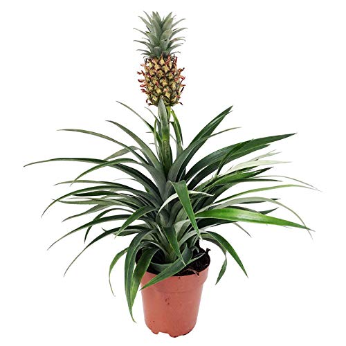 Ananas-Pflanze Pflanzen Kölle Zier-Ananas ‘Amigo’, Topf-Ø 12 cm