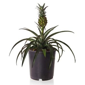 Ananas-Pflanze Sense of Home Zierananas inkl. Topf ca. 50-60 cm