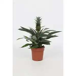 Ananas-Pflanze WL PLANTS Ananas Comosus inklusive Topf