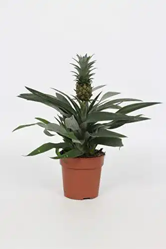 Ananas-Pflanze WL PLANTS Ananas Comosus inklusive Topf