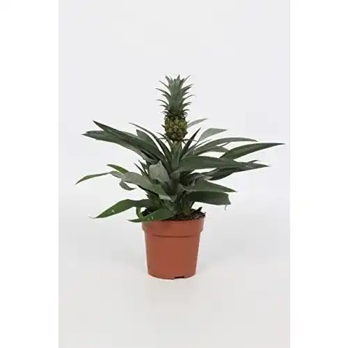 Ananas-Pflanze WL PLANTS Ananas Comosus inklusive Topf