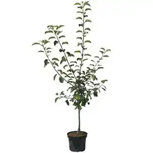 Apfelbaum Cox Orange