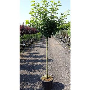 Apfelbaum Cox Orange Pflanzen Für Dich ‘Cox Orange Renette’
