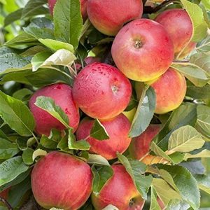 Apfelbaum Elstar Pflanzen Für Dich Apfel Baum ‘Elstar’ 150-200cm