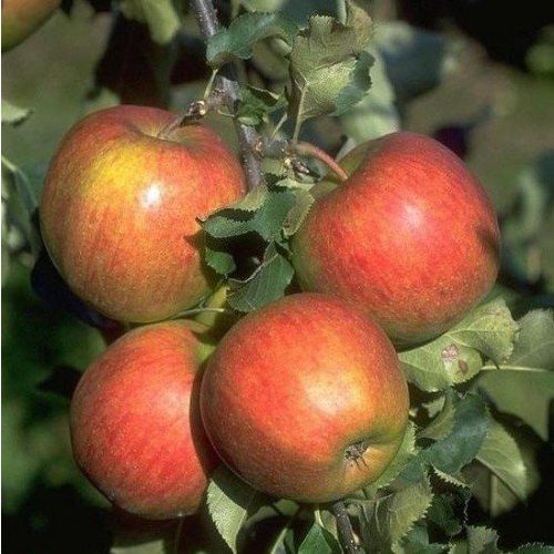 Apple tree Jonagold 10 L Co.