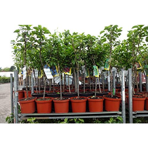 Apfelbaum Topaz Pflanzhits 1 Apfelbaum “Topaz” im Topf 100cm