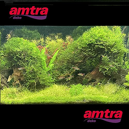 Aquariumdeko Amtra A8147654 Holz Oriental Wind 4, S