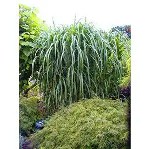 Die beste Chinaschilf 2026 Test Bestseller Chinaschilf