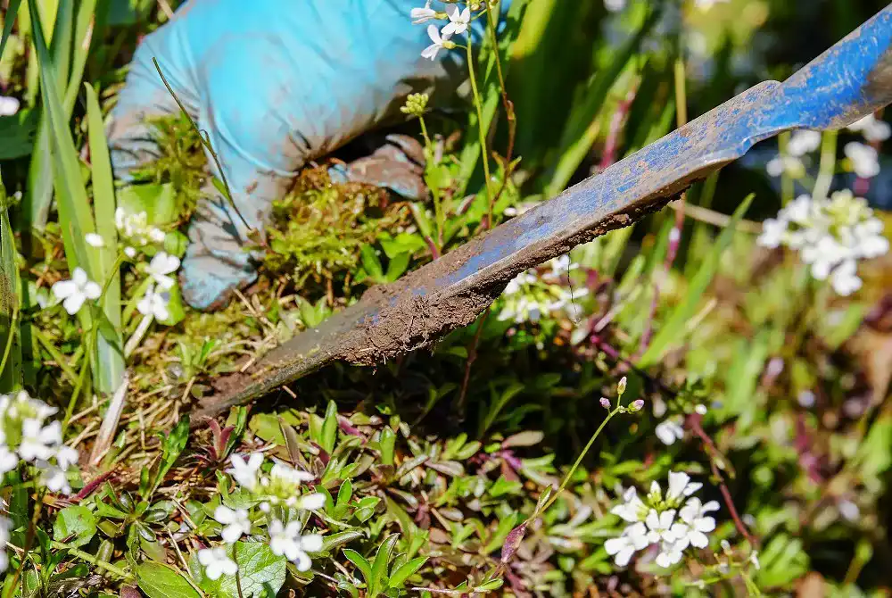 flach-gardening-3296781_1920 Unkrautvlies