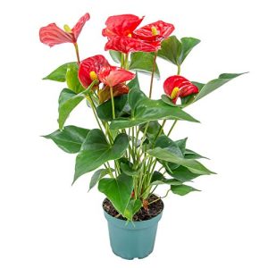Fiore di fenicottero Bloomique Anthurium rosso, vaso 12 cm, altezza 50 cm