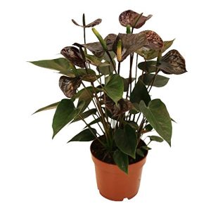 Cuore esotico di fiore di fenicottero, Anthurium andreanum “Black Karma”
