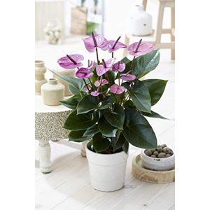 Giardinieri di fiori di fenicotteroSogno di fiori di fenicottero viola tropicale
